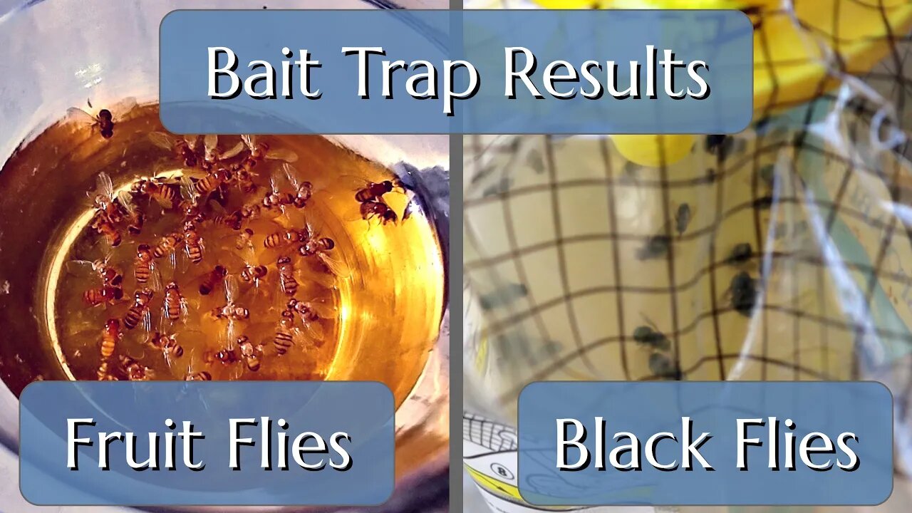 Fruit Fly & Black Fly Bait Trap Results