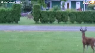 Cougar spotted roaming through residential area