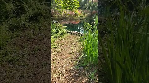 Small Alligator and a Turtle at Maclay Gardens - Tallahassee, Florida #shorts