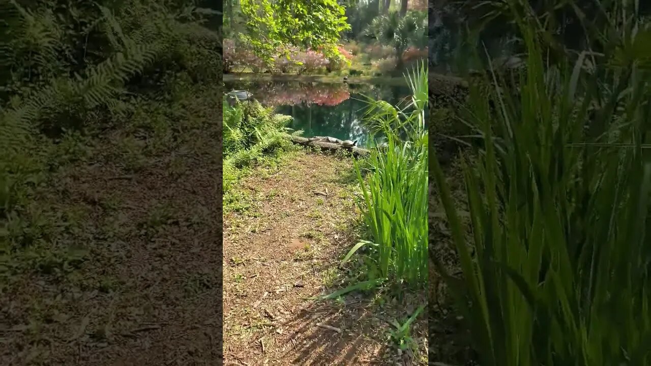 Small Alligator and a Turtle at Maclay Gardens - Tallahassee, Florida #shorts