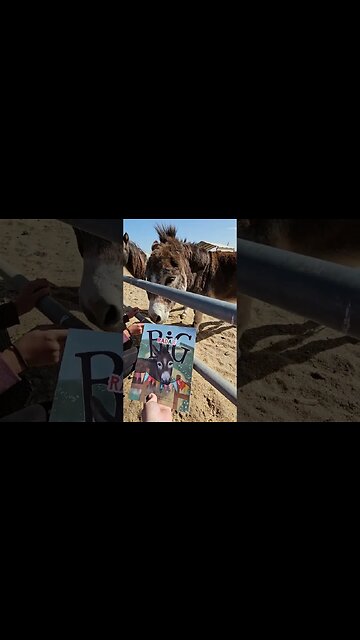 I got bit by a horse!