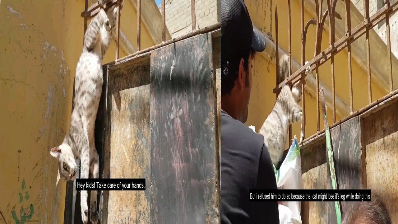 Rescue poor Cat got stuck very badly on fence