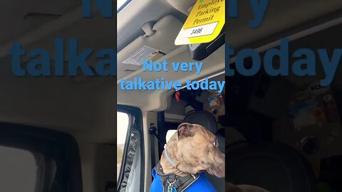 Serious passenger #dog #funnyvideo #shorts #travel