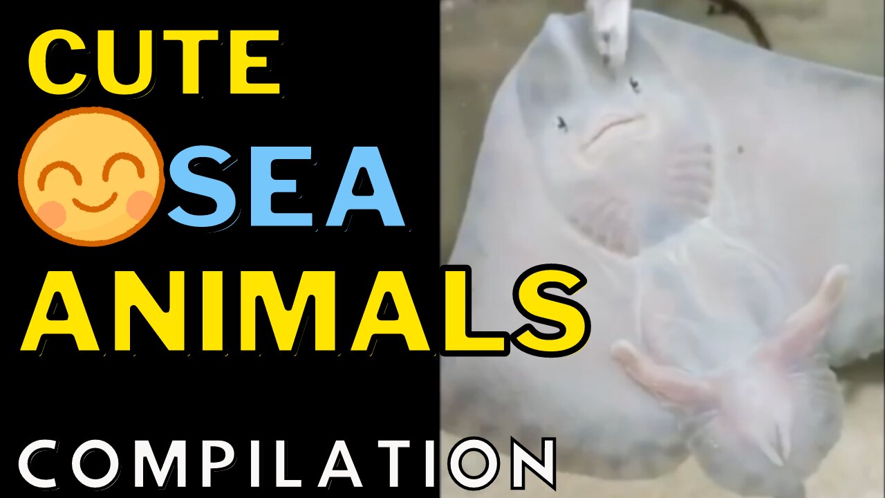 Sea Animals Compilation - Cute Animals Under the Sea