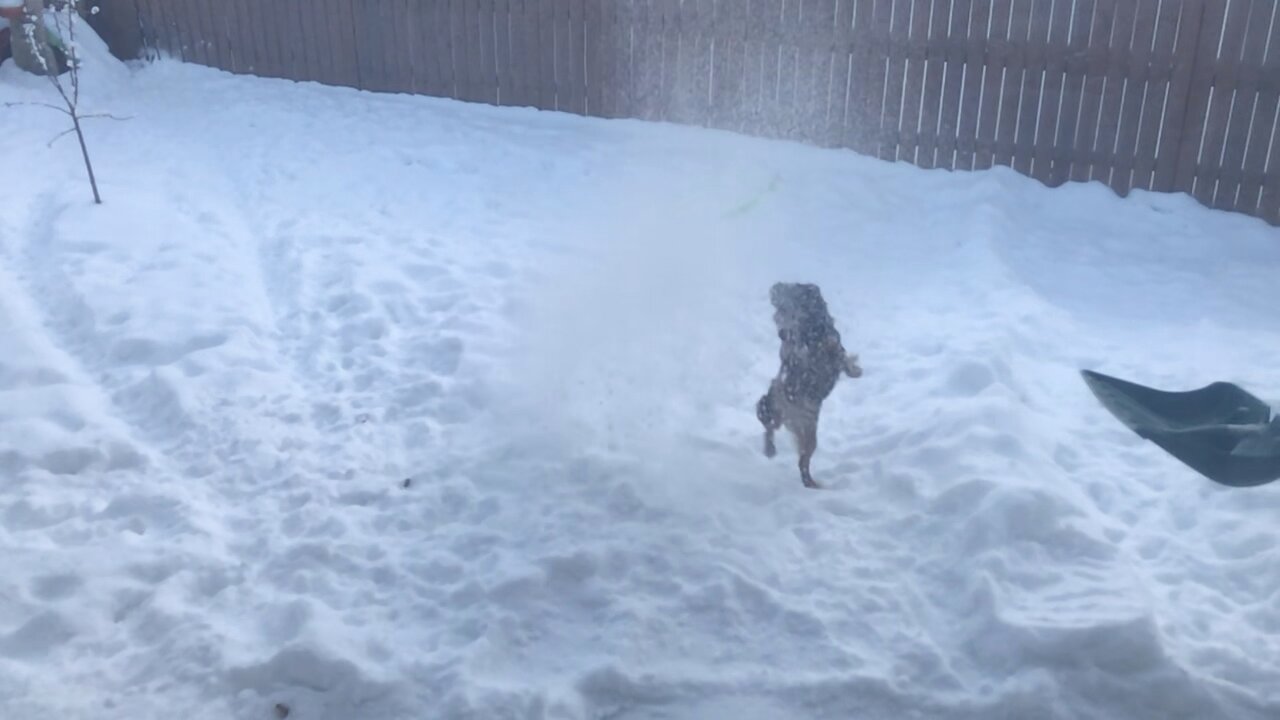 Luna the Snow Dog