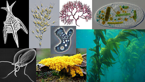 Biological Diversity: Protists