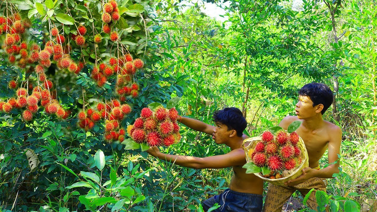 Adventure in forest - Find Fruit In The Jungle - Eating santol delicious