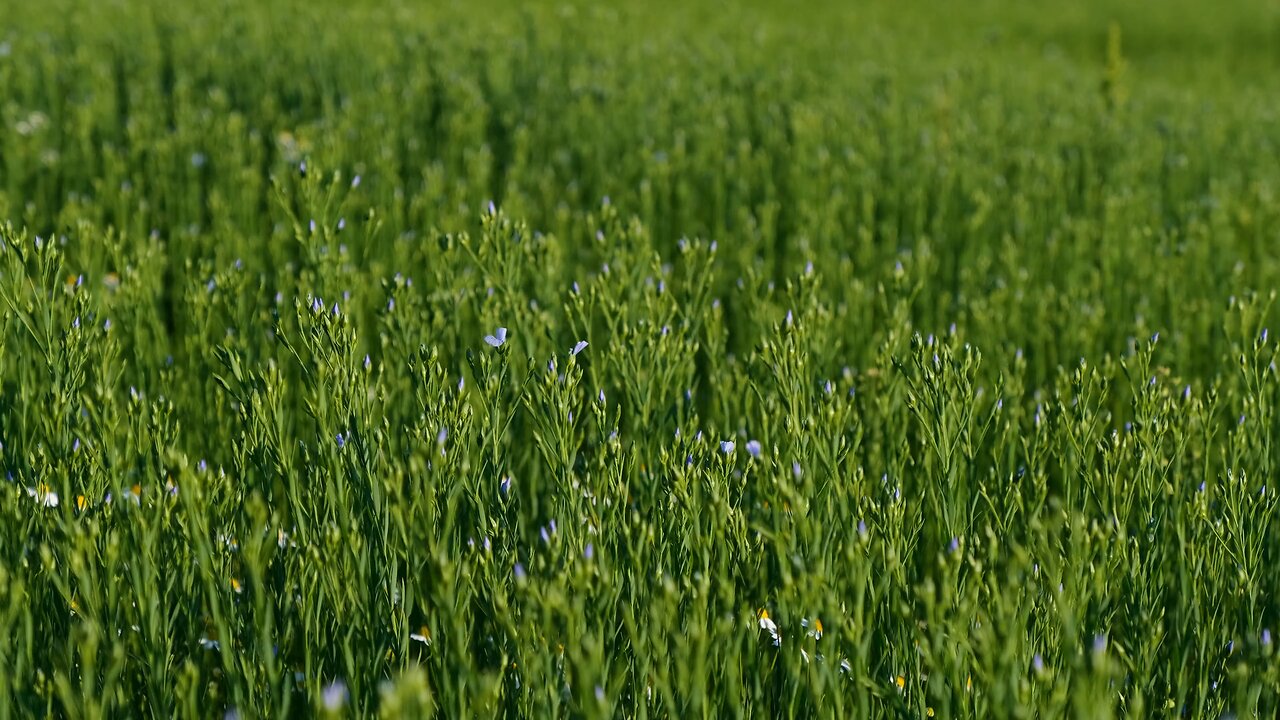 "Flax: A Nutritional Powerhouse & Sustainable Resource"