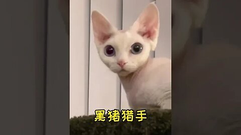CAT VIDEO