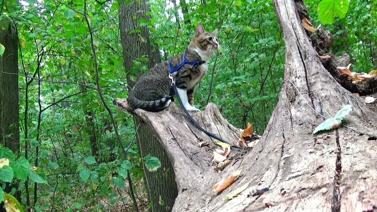 Curious Cat Climbs on the Root of a Fallen Tree