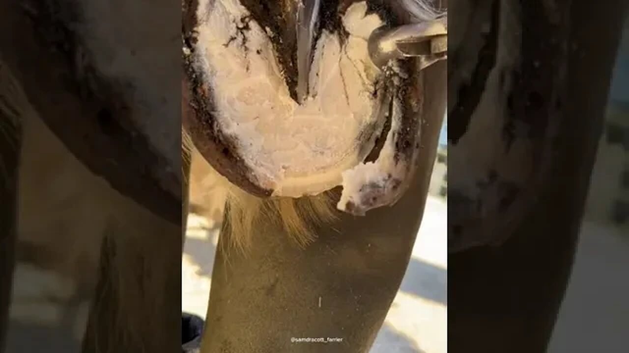 Farrier #samdracottfarrier #asmr #oddlysatisfying #farrier #horsetok #farmtok #satisfying #hors