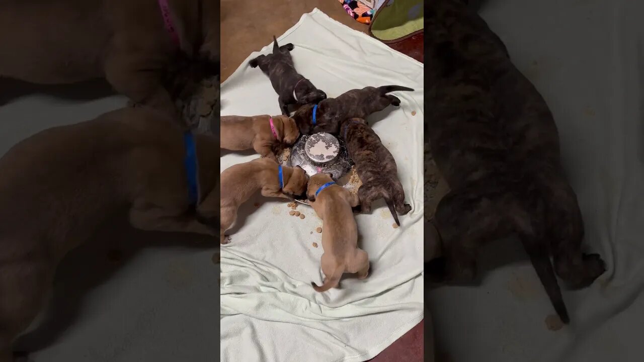 LonelyCreek Cinnamon litter !
