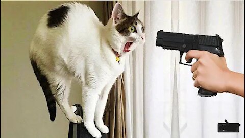 Funniest Cats and Dogs 🐱🐶 Part 8