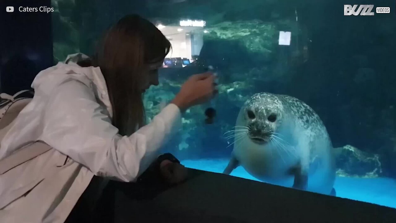 Foca ipnotizzata da un portachiavi