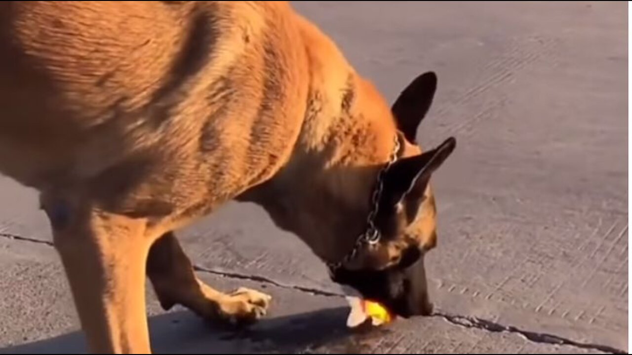 Viral Video😨 of a Dog saving a Goldfish / Humanity Failed😭