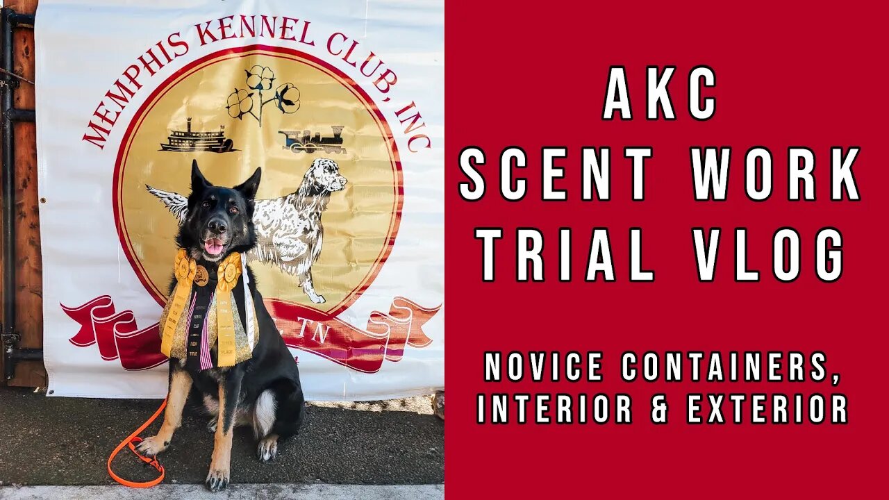 AKC Scent Work Trial - Novice Containers, Interiors and Exteriors (Juneau)