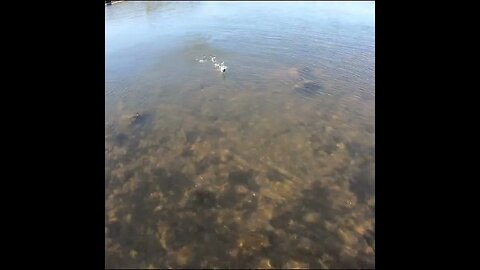 White Bass on the Tennessee River