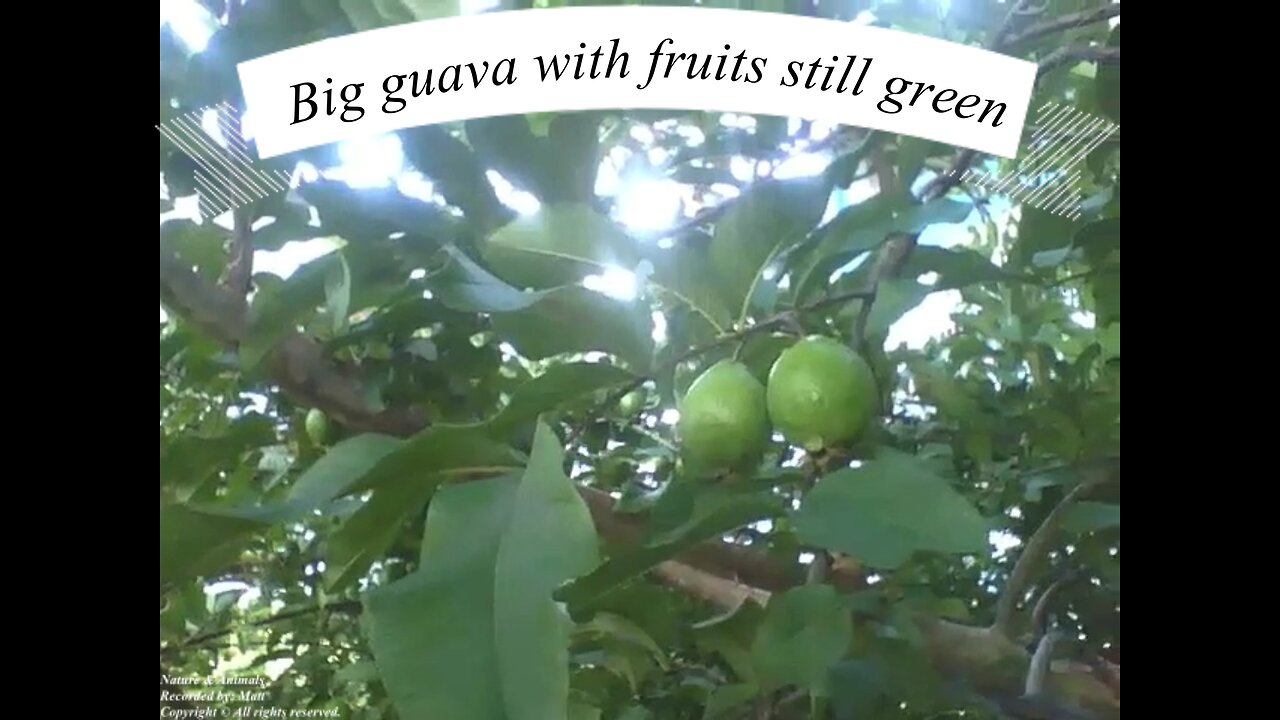 Big guava plant with fruits still green [Nature & Animals]