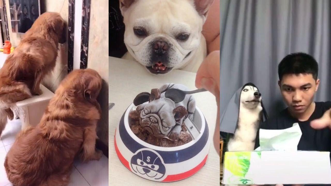 Funny, Smart And Cute Dogs Video Try Not To Laugh 43