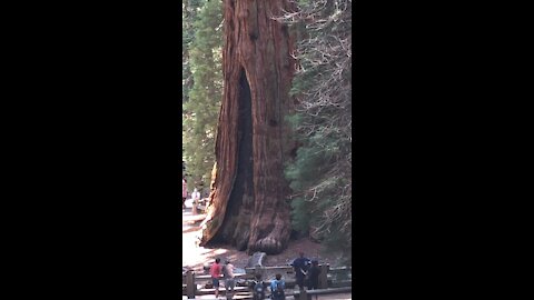 The General Sherman