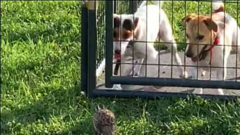 Codorniz atiça cães dentro de jaula