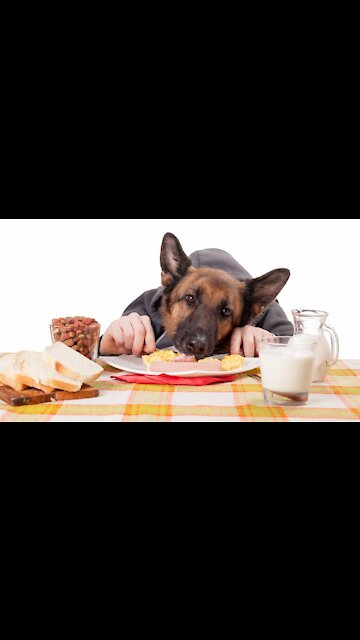 Rottweiler showing his power||funny dog videos||trained dog.