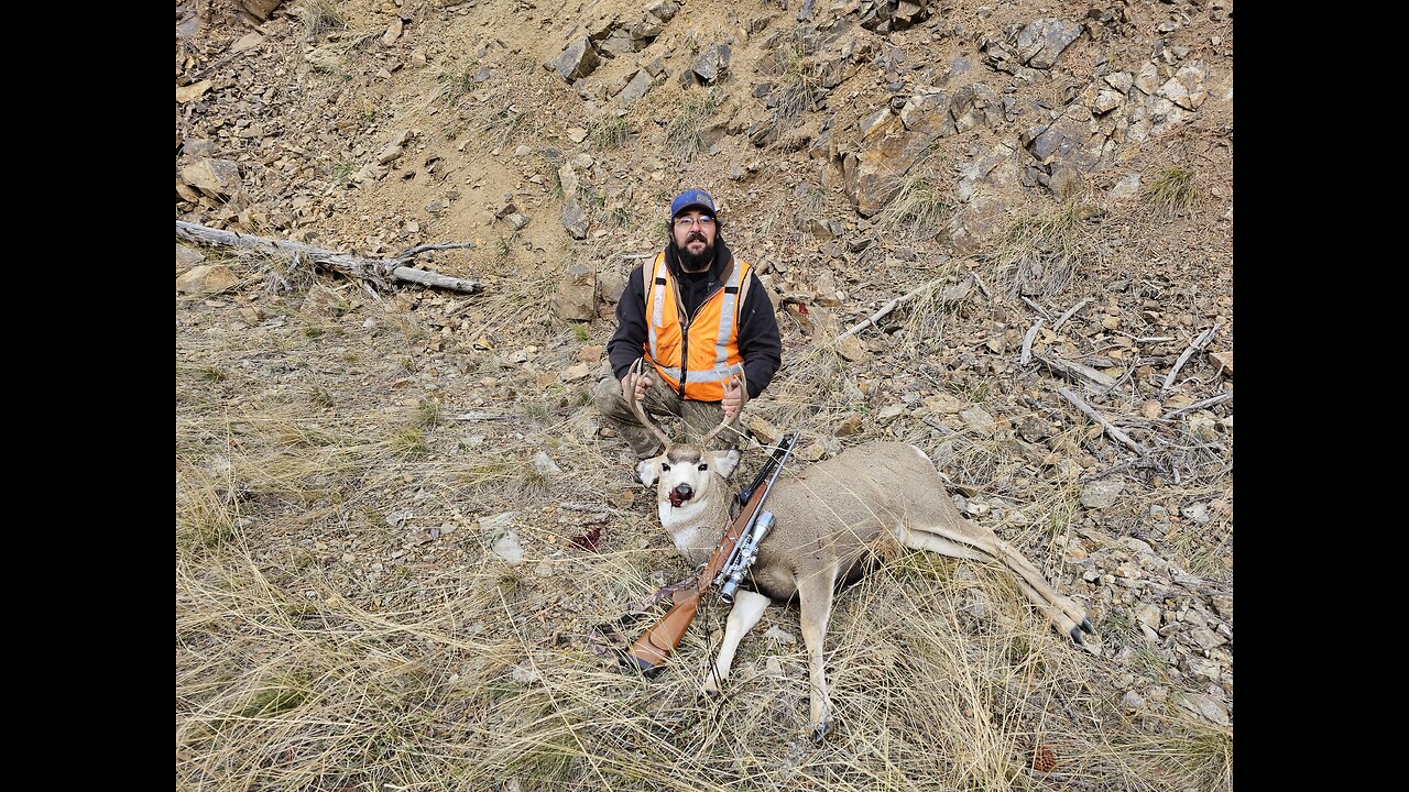 Montana mule deer hunt, 2 bucks down.