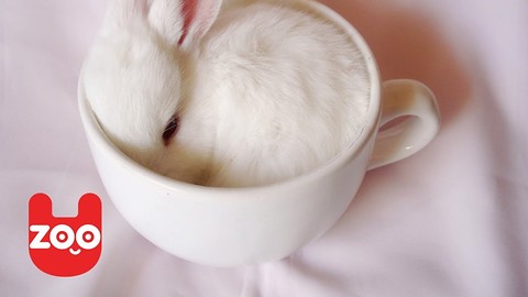 Rabbit Cafe in Japan