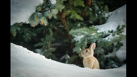 RABBIT 🐇 💥