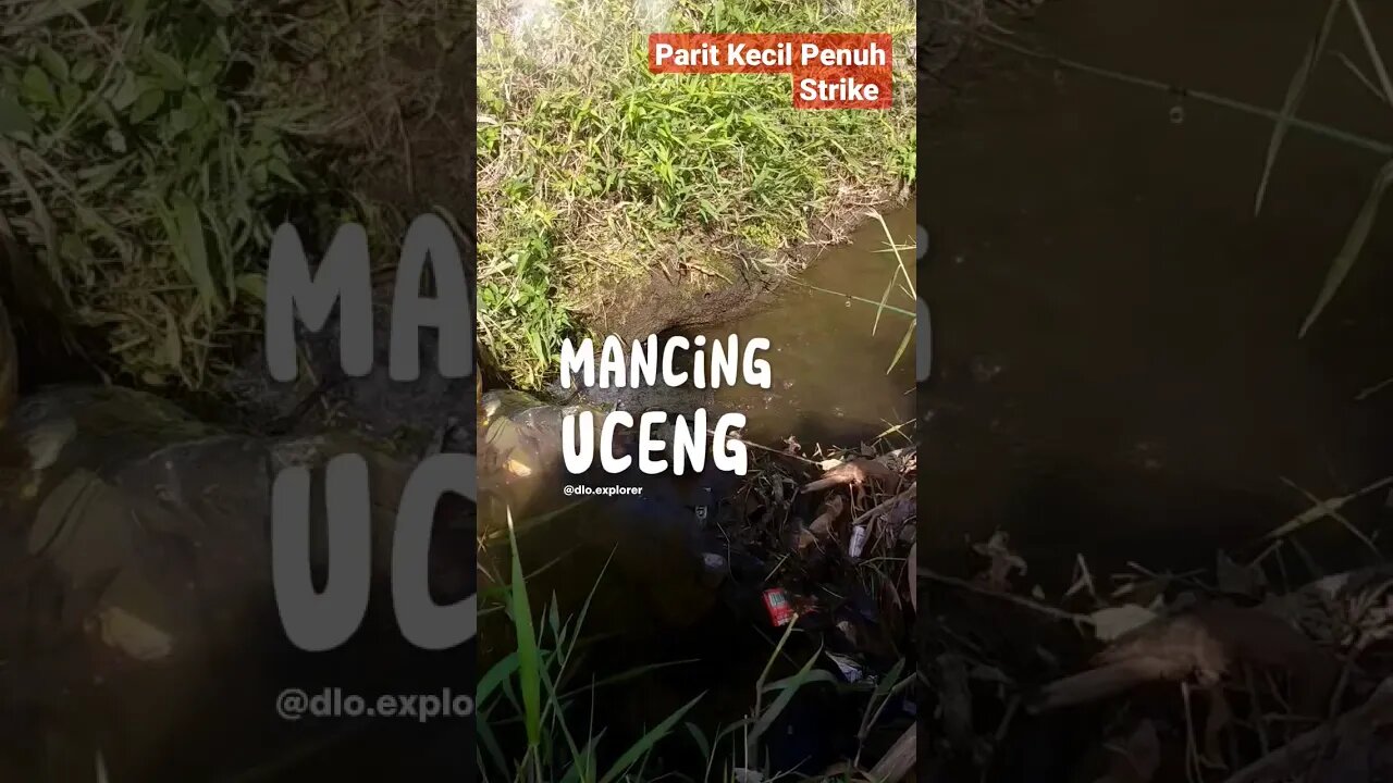 Parit Kecil Penuh Strike ikan Ganas banget Microfishing mancing uceng babon #mancing #dloexplorer