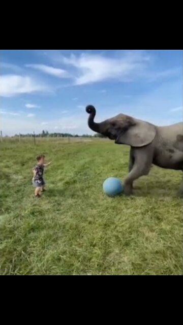 ELEPHANT FUNNY MOMENT ANIMALS SHORT VIDO