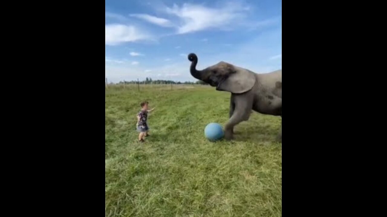 ELEPHANT FUNNY MOMENT ANIMALS SHORT VIDO