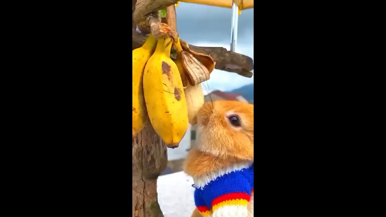 Funny animal videos