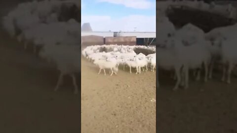 More Footage coming in from around the World of Animals walking in Circles ~ Flock of Sheep