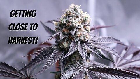 Frosty Organic Buds Before Harvest | Week 8 Flower Update (White Runtz, Candy Pie & More!)