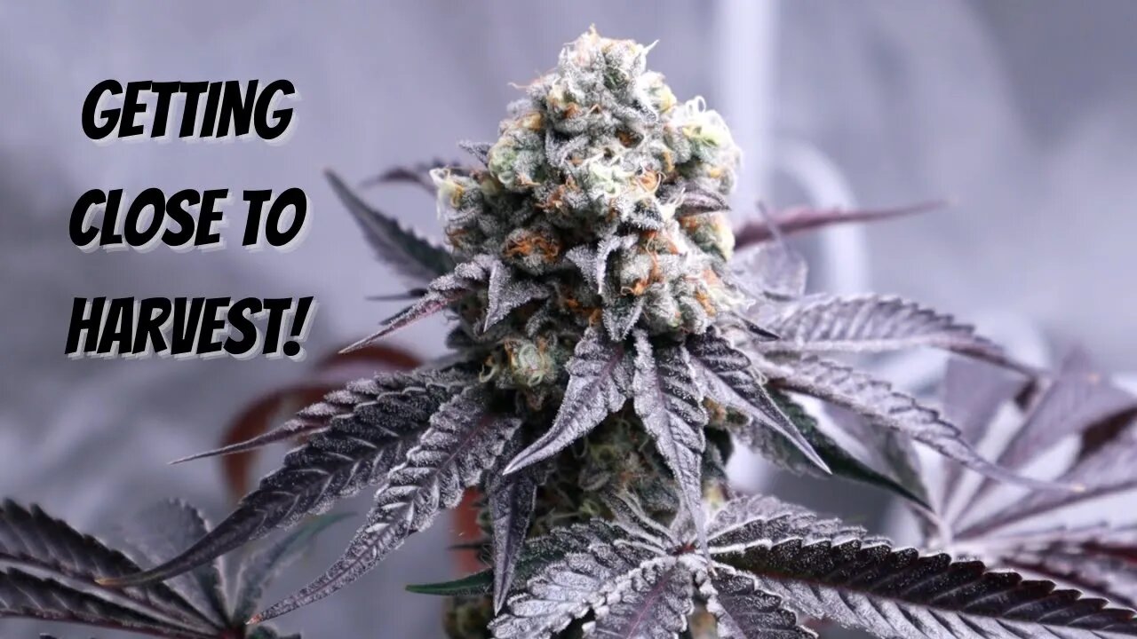 Frosty Organic Buds Before Harvest | Week 8 Flower Update (White Runtz, Candy Pie & More!)