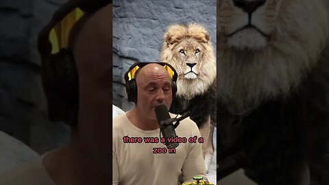 Predators have a deep desire to Kill - The balance in nature - Andrew Huberman & Joe Rogan