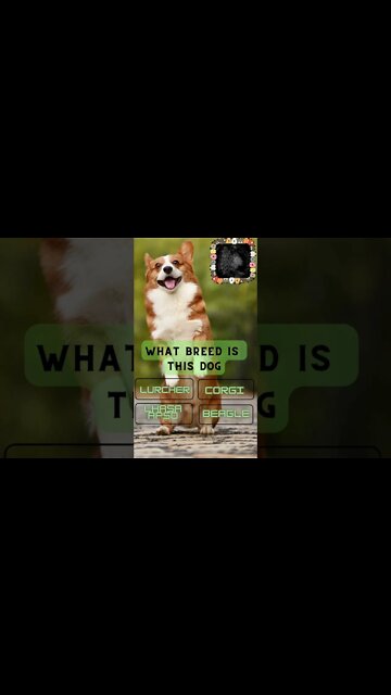 Dog Breed Quiz #5 Can you get it right? 👀🐶🐕‍🦺🐩🐺#shorts