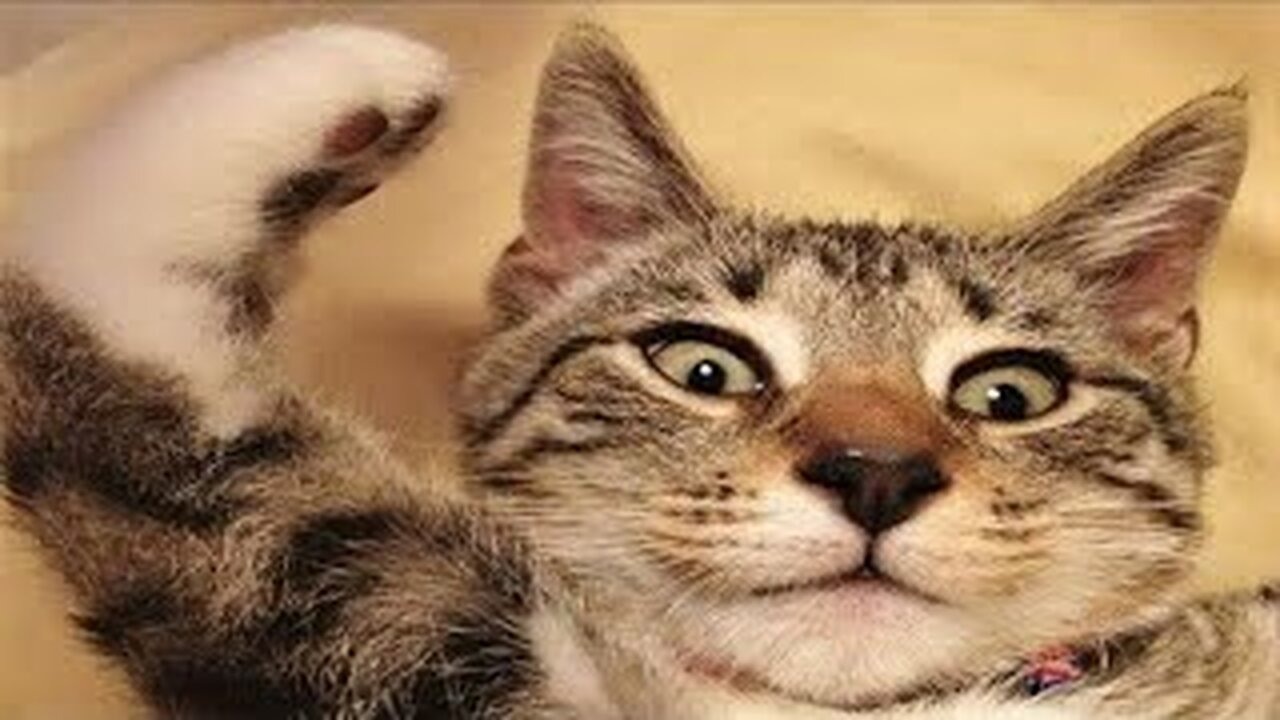 Funny animal videos 2023 - Funny cats/dogs - Funny animals