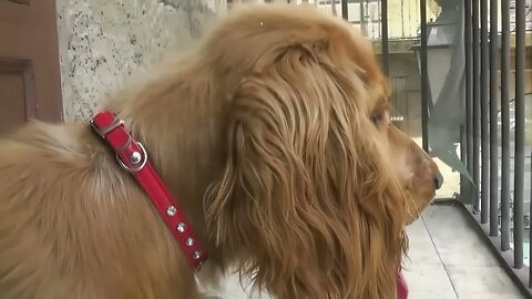 Filippo777 - 2009 Panasonic HDC SD20 Primo Test (4k +50fps, Stabilized Upscale)
