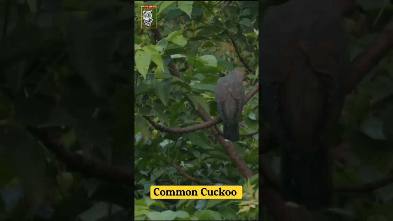 Common Cuckoo #cuckoo bird #wildlife #todaytrending #viral