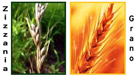 2022.03.16-Eliseo.Bonanno-ZIZZANIE E GRANO, LE ZIZZANIE SARANNO BRUCIATE NELLA GEENNA