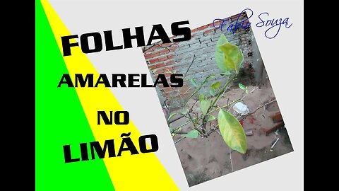 LIMÃO COM FOLHAS AMARELAS ( O QUE PODE SER)