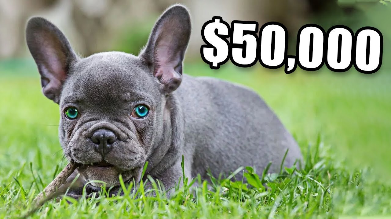 The Economics Behind French Bulldogs: Why Are They So Expensive?