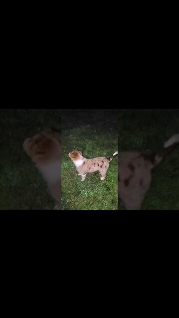 Australian Shepherd puppy chasing Fireflies at night