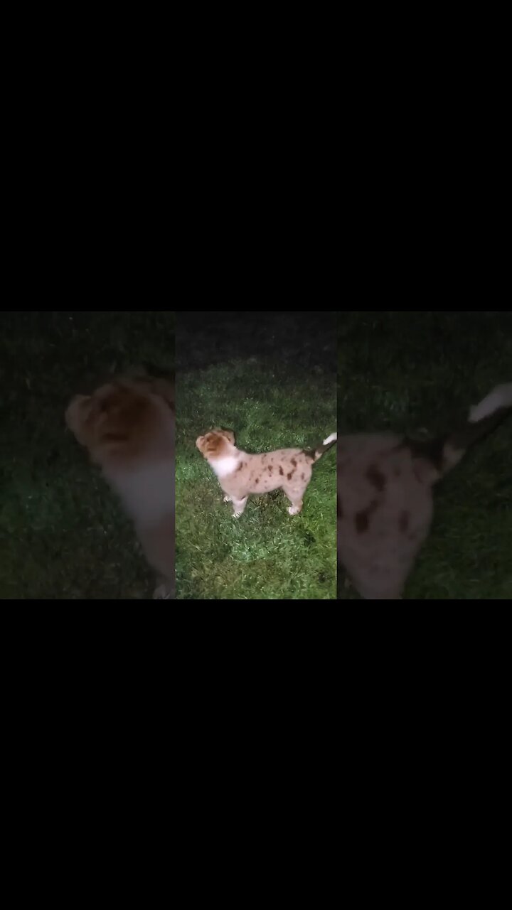 Australian Shepherd puppy chasing Fireflies at night
