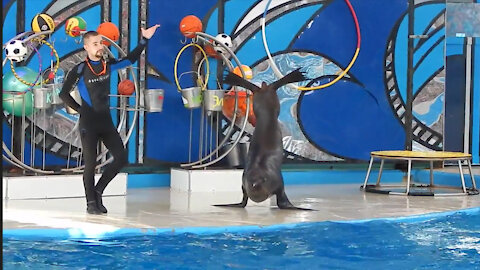 seal dancing