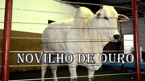 Sorteio Novilho de Ouro no 14º Leilão Direito de Viver em Alta Floresta D´Oeste Ro