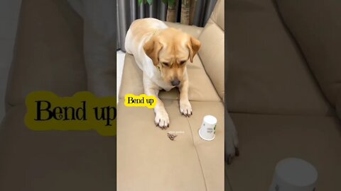 Although it impatient, it is still very disciplined