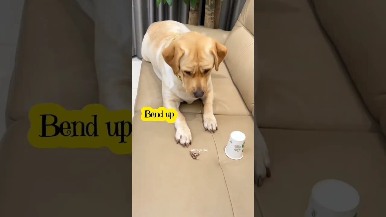Although it impatient, it is still very disciplined